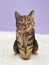 Load image into Gallery viewer, FreshCut Paper Brown Tabby Pop-Up Greeting Card