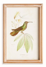 Load image into Gallery viewer, Hummingbirds In Blooms Study