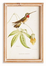 Load image into Gallery viewer, Hummingbirds In Blooms Study