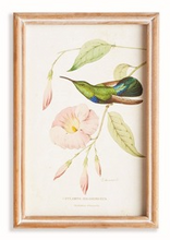 Load image into Gallery viewer, Hummingbirds In Blooms Study