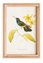 Load image into Gallery viewer, Hummingbirds In Blooms Study