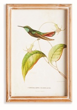 Load image into Gallery viewer, Hummingbirds In Blooms Study