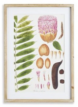 Load image into Gallery viewer, Leaf Botanical Study Art Prints