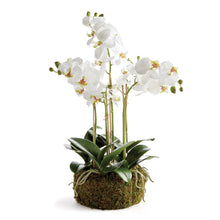 Load image into Gallery viewer, Phalaenopsis Orchid Drop-in - White