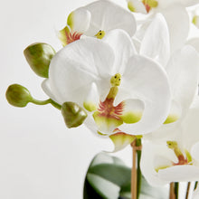 Load image into Gallery viewer, Phalaenopsis Orchid Drop-in - White