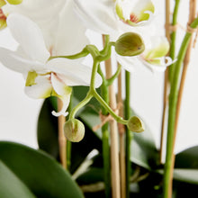 Load image into Gallery viewer, Phalaenopsis Orchid Drop-in - White