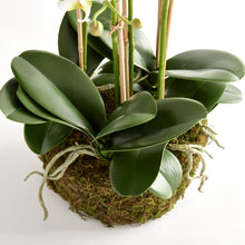 Load image into Gallery viewer, Phalaenopsis Orchid Drop-in - White