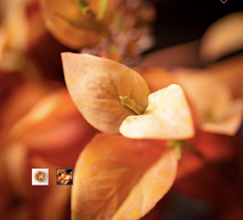 Load image into Gallery viewer, Fall Eucalyptus Wreath