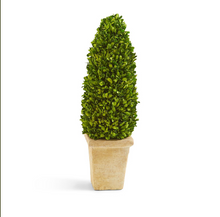 Load image into Gallery viewer, Preserved Boxwood Cone Topiary in Planter - 21"5