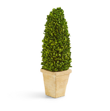 Load image into Gallery viewer, Preserved Boxwood Cone Topiary in Planter - 21"5