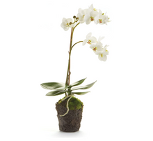 Load image into Gallery viewer, Phalaenopsis Orchid Drop-in - White