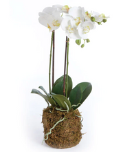 Load image into Gallery viewer, Phalaenopsis Orchid Drop-in - White