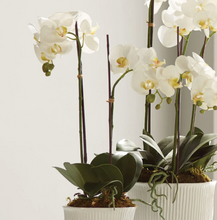Load image into Gallery viewer, Phalaenopsis Orchid Drop-in - White