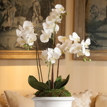 Load image into Gallery viewer, Phalaenopsis Orchid Drop-in - White