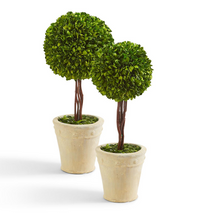 Load image into Gallery viewer, Preserved Boxwood Ball Topiary in Planter