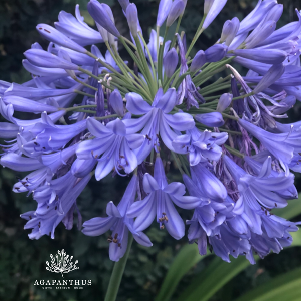 Agapanthus in Bloom: The Story Behind Our Name