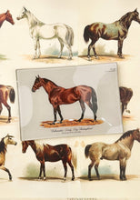 Load image into Gallery viewer, ‘Bellweather’ Derby Day Thoroughbred Decoupage Tray 
