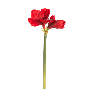 Amaryllis Stem Red