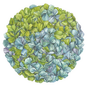 Hester & Cook Die Cut Hydrangea Placemat - 12 Sheets