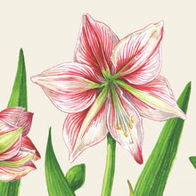 Load image into Gallery viewer, Hester &amp; Cook Amaryllis Blooms Paper Napkins white and red flowers
