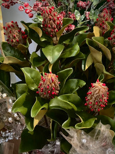 Magnolia Stem with Seeded Cone