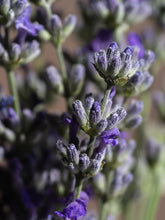 Load image into Gallery viewer, Lavender Fields Pura Diffuser Refill (Smart Vial)
