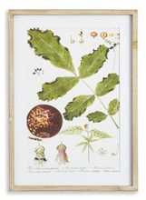 Load image into Gallery viewer, Leaf Botanical Study Art Prints
