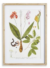 Load image into Gallery viewer, Leaf Botanical Study Art Prints
