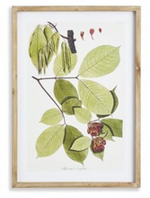 Load image into Gallery viewer, Leaf Botanical Study Art Prints
