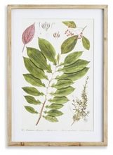 Load image into Gallery viewer, Leaf Botanical Study Art Prints
