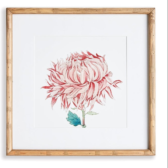 Colorful Chrysanthemum Prints, Assorted Designs