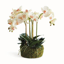 Load image into Gallery viewer, Phalaenopsis Orchid with several stems of flowers and a large root ball

