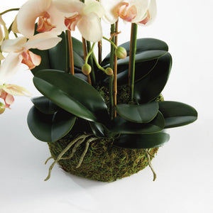 close up of large moss root ball and leaves