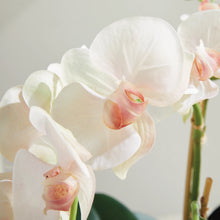 Load image into Gallery viewer, close up of pink and white flowers
