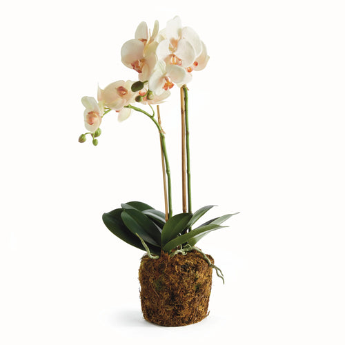 Phalaenopsis Orchid with two stems of flowers and a large root ball