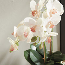Load image into Gallery viewer, close up of pink and white orchid flowers
