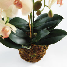 Load image into Gallery viewer, close up of orchid leaves

