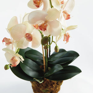 close up of orchids