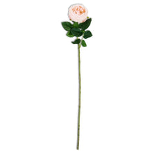 Load image into Gallery viewer, Real Touch Austin Rose Stem, 24&quot; Peach
