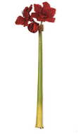 Red Amaryllis Stem - 31.5