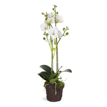 Load image into Gallery viewer, Phalaenopsis 16&quot; Mini Garden Dropin Orchid - White
