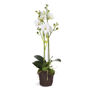 Phalaenopsis 16" Mini Garden Dropin Orchid - White