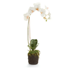Load image into Gallery viewer, Phalaenopsis 26&quot; Dropin Orchid - White
