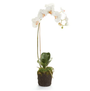 Phalaenopsis 26" Dropin Orchid - White