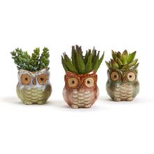 Load image into Gallery viewer, Owelsom Mini Owl Cachepot - Assorted
