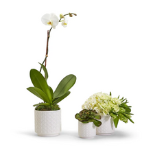 Load image into Gallery viewer, Embossed Cane Webbing Planters with flowers
