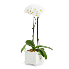 Load image into Gallery viewer, Hampton Faux Bamboo Fretwork Cachepot Planter with orchids
