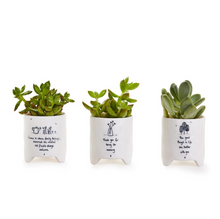 Load image into Gallery viewer, Multipurpose Planter Pot Cachepot
