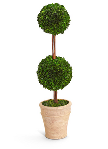 Preserved Boxwood Double Ball Topiary in Planter - 31.5"