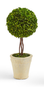 Preserved Boxwood Ball Topiary in Planter